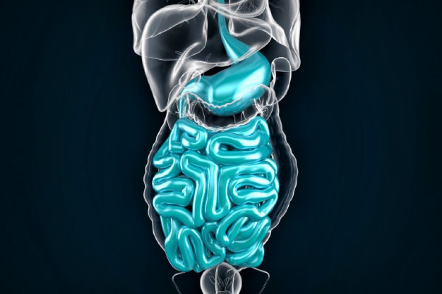Image en 3D du système digestif.